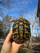 Eastern Hermann's Tortoise Adult Female