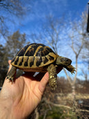 Eastern Hermann's Tortoise Adult Female