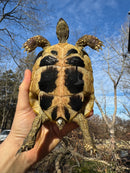Eastern Hermann's Tortoise Adult Female