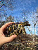 Eastern Hermann's Tortoise Adult Female