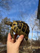 Eastern Hermann's Tortoise Adult Female