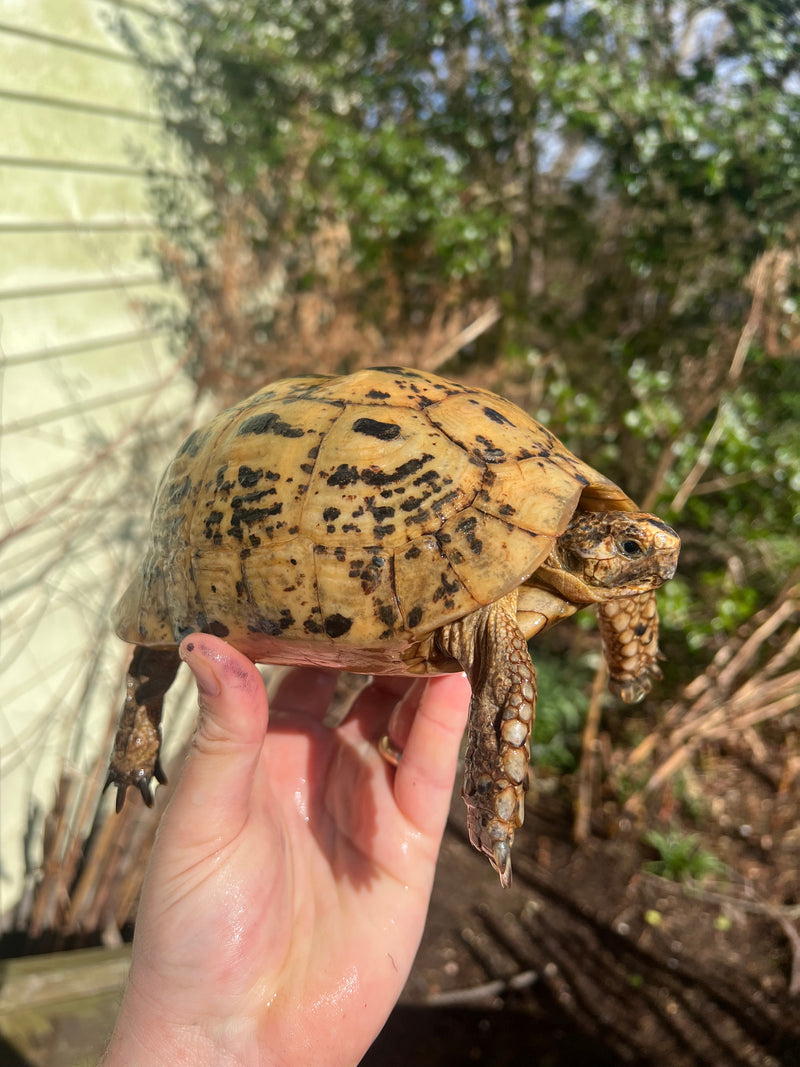 Libyan Greek Tortoise Adult Female