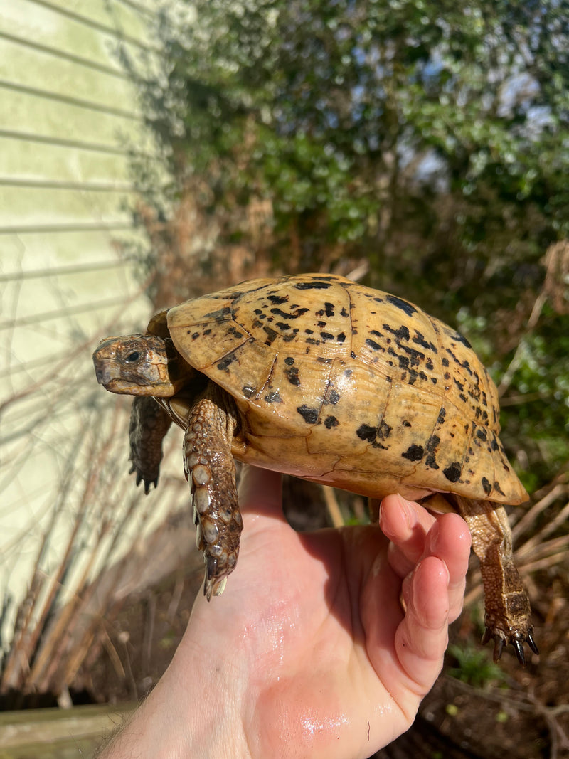 Libyan Greek Tortoise Adult Female