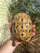 Libyan Greek Tortoise Adult Female