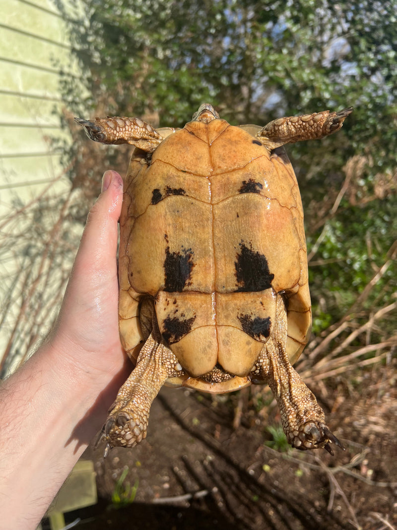 Libyan Greek Tortoise Adult Female