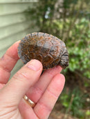 Madagascan Big Head Turtle Baby