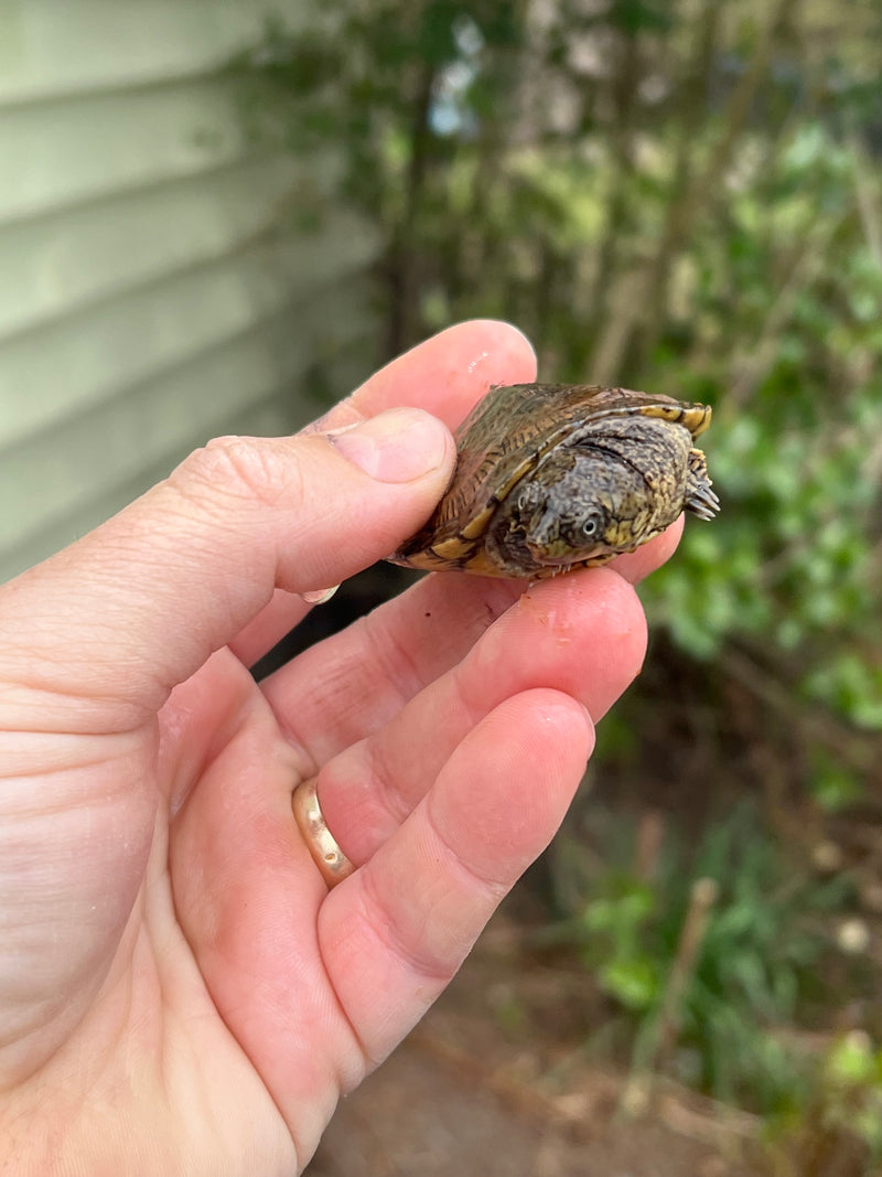 Madagascan Big Head Turtle Baby