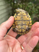 Madagascan Big Head Turtle Baby
