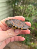 Madagascan Big Head Turtle Baby