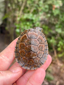 Madagascan Big Head Turtle Baby
