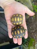Hypo Brazilian Cherryhead Tortoise Baby