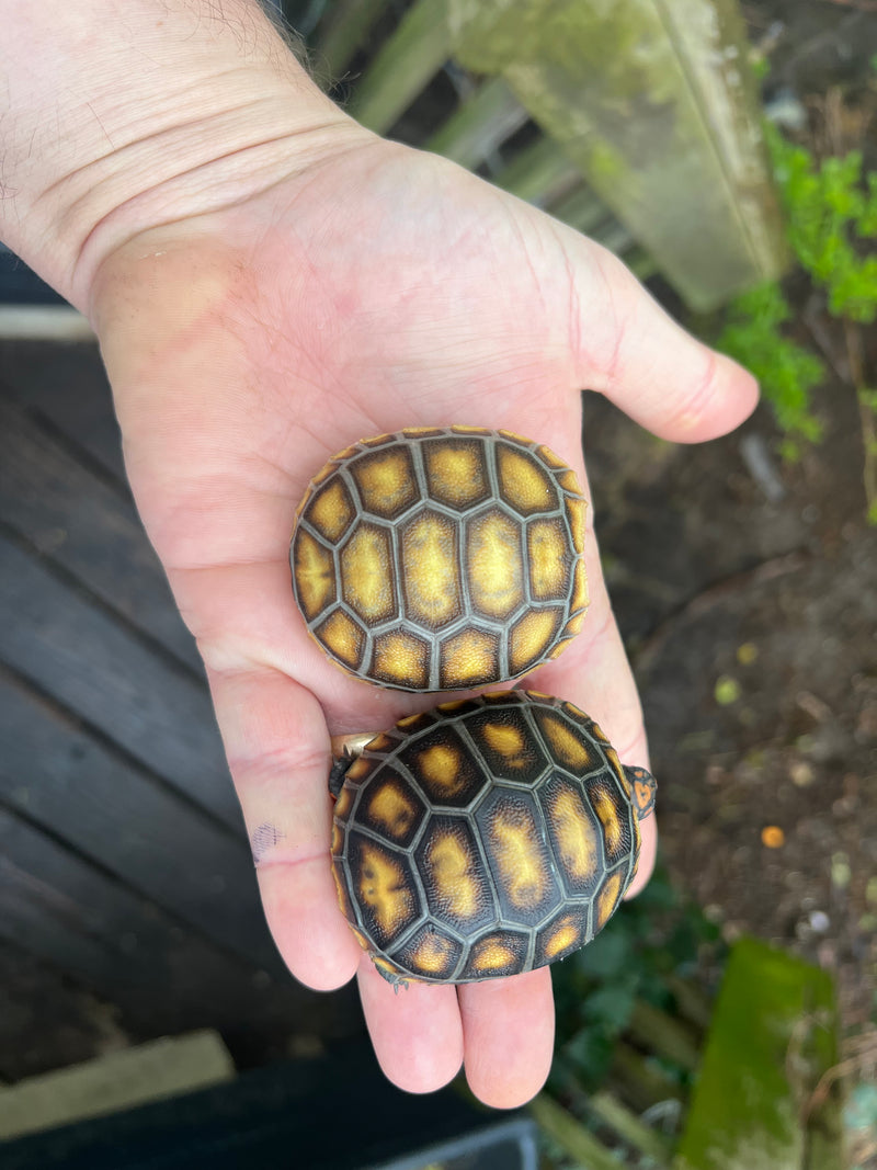 Hypo Brazilian Cherryhead Tortoise Baby