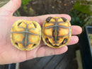 Hypo Brazilian Cherryhead Tortoise Baby