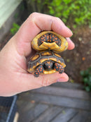 Hypo Brazilian Cherryhead Tortoise Baby