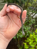 Florida Blue Garter Snake Male