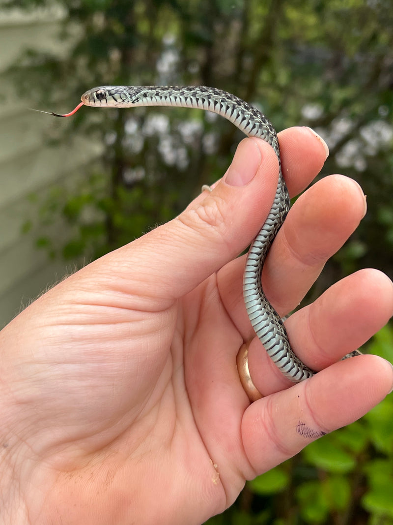 Florida Blue Garter Snake Juvenile Male