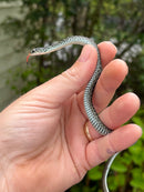 Florida Blue Garter Snake Male
