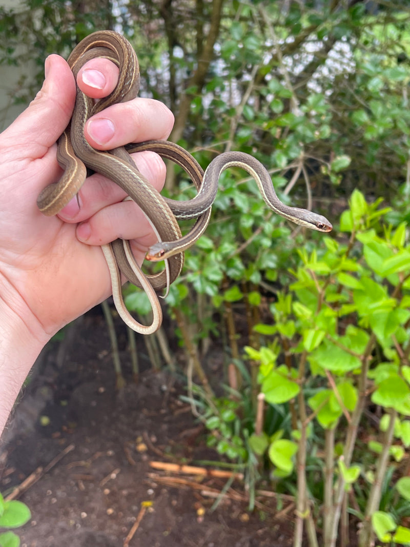 Peninsula Ribbon Snakes (Thamnophis sauritus sackenii)