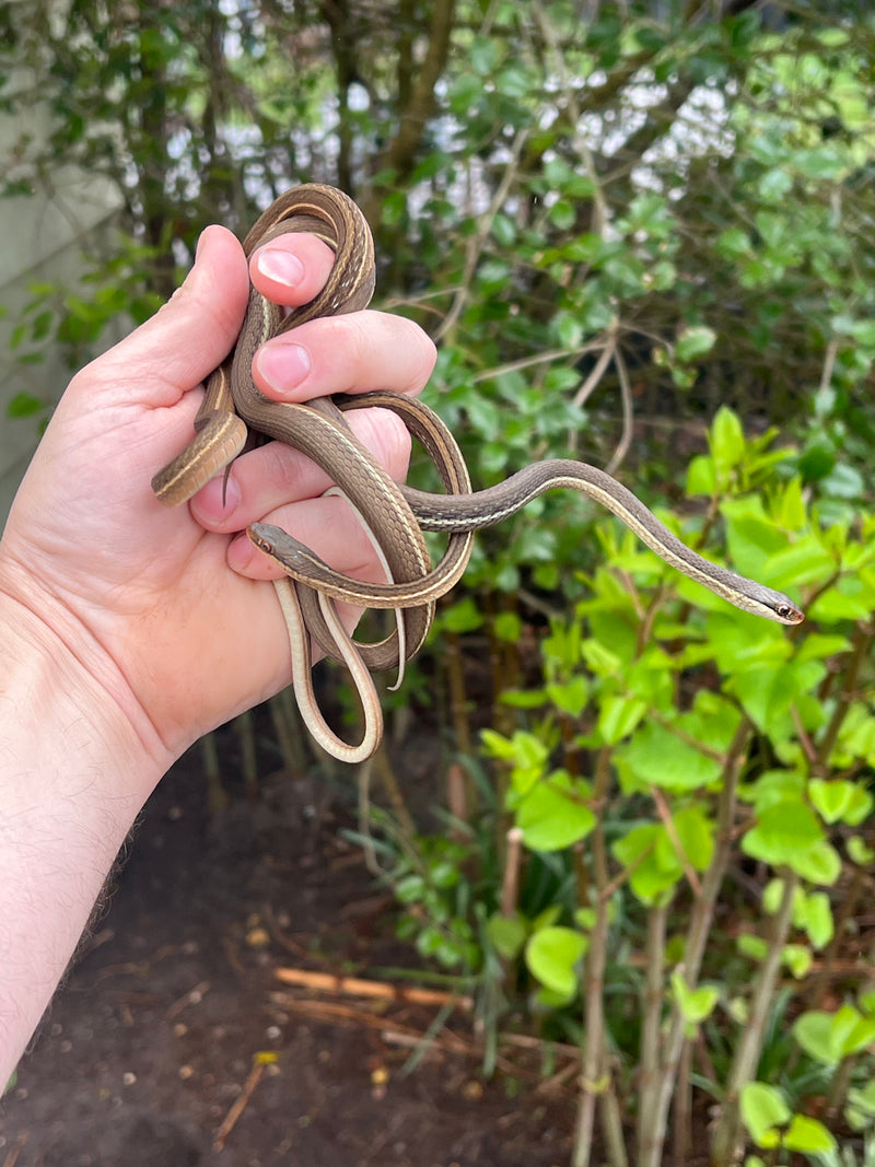 Peninsula Ribbon Snakes (Thamnophis sauritus sackenii)