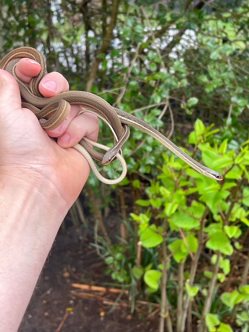 Peninsula Ribbon Snakes (Thamnophis sauritus sackenii)