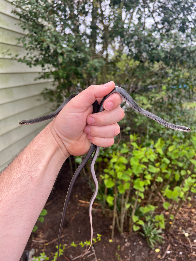 Black Racer Snake (Coluber constrictor)