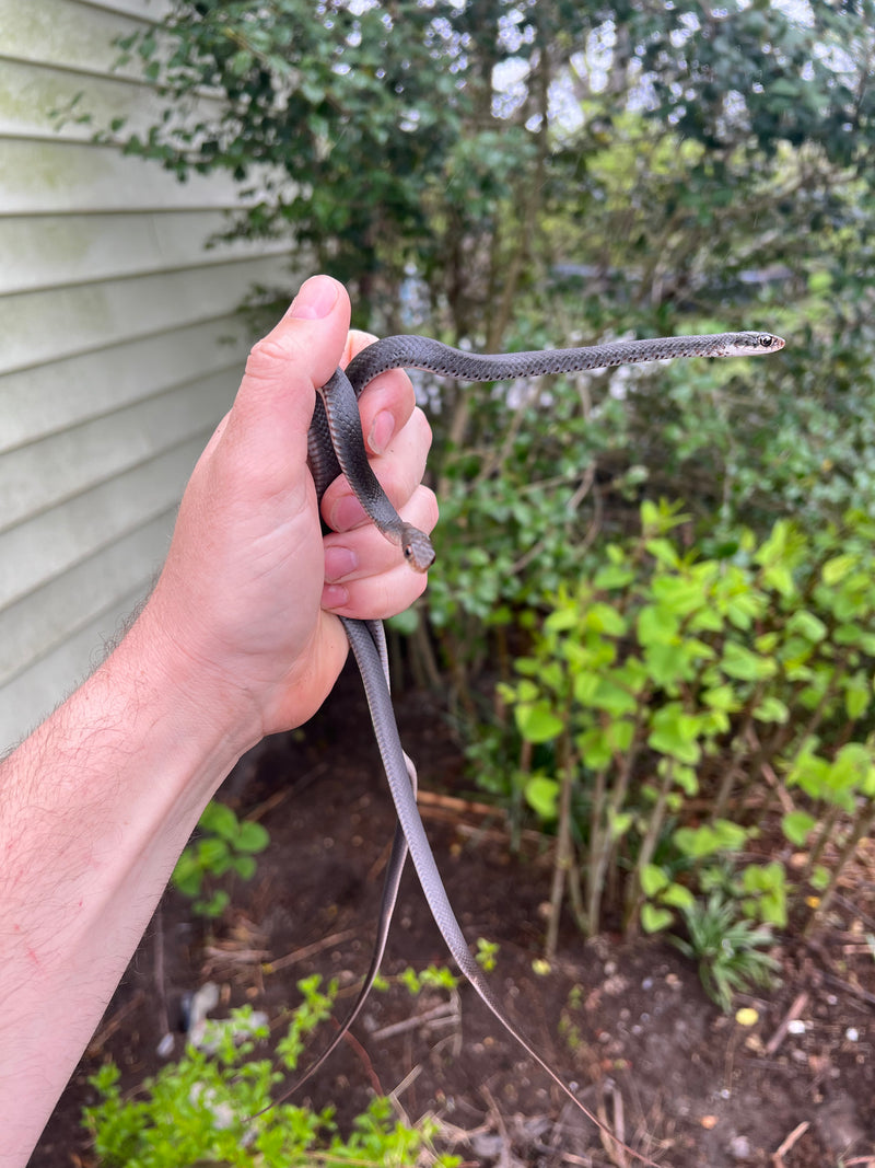 Black Racer Snake (Coluber constrictor)