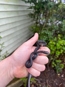 Black Racer Snake (Coluber constrictor)