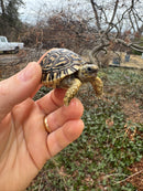 Leopard Tortoise 2026