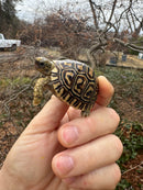 Leopard Tortoise 2026