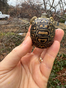 Leopard Tortoise 2026