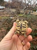 Leopard Tortoise 2026