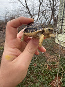 Leopard Tortoise 2026