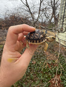 Leopard Tortoise 2026