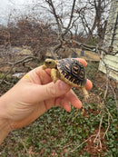 Leopard Tortoise 2026