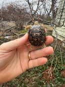 Leopard Tortoise 2026