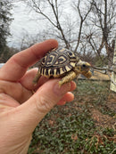 Leopard Tortoise 2026