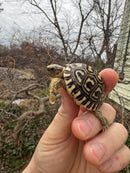 Leopard Tortoise 2026
