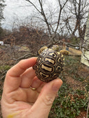 Leopard Tortoise 2026