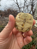 Leopard Tortoise 2026