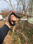 Texas Indigo Snake Juvenile