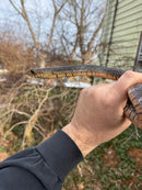 Texas Indigo Snake Juvenile