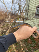 Texas Indigo Snake Juvenile