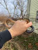 Texas Indigo Snake Juvenile