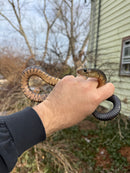 Texas Indigo Snake Juvenile