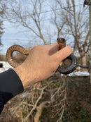 Texas Indigo Snake Juvenile