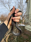 Texas Indigo Snake Juvenile