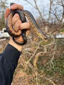 Texas Indigo Snake Juvenile