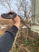 Texas Indigo Snake Juvenile