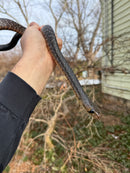 Texas Indigo Snake Juvenile
