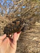 Alligator Snapping Turtle (5-6 Inch)